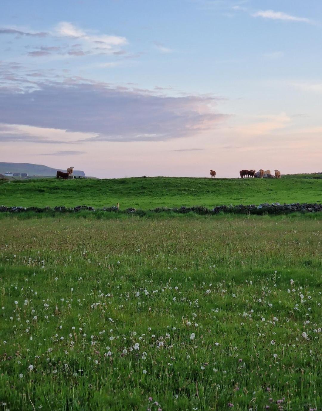 Вілла Wild Meadow Huts Дулін Екстер'єр фото
