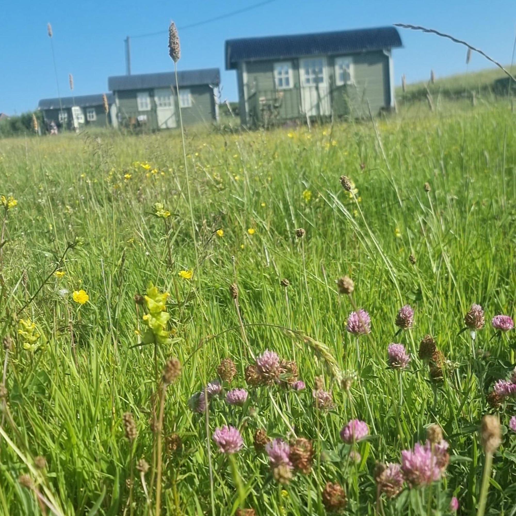 Вілла Wild Meadow Huts Дулін Екстер'єр фото